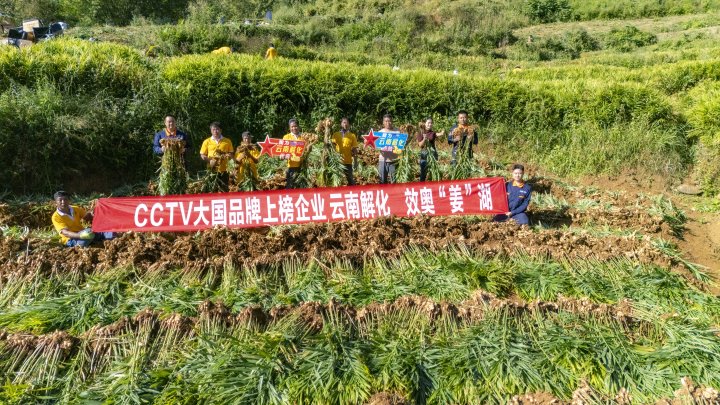 墨江象鼻村生姜大丰收！从种植、施肥到采摘，，，，，云南解化全程“呵护”